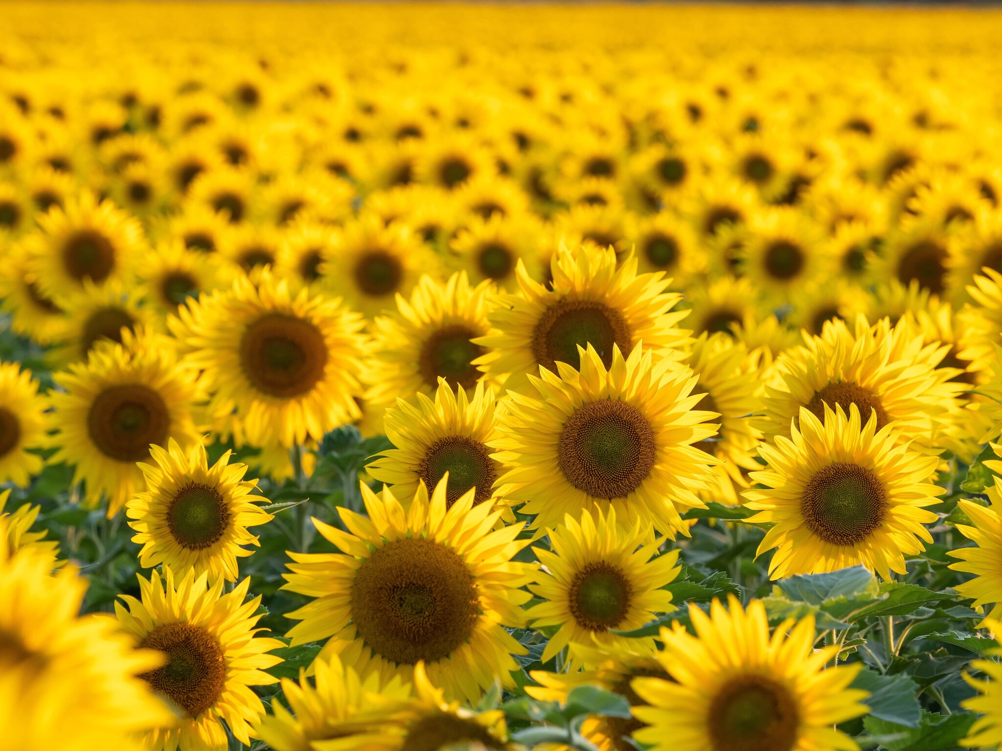 Zonnebloem