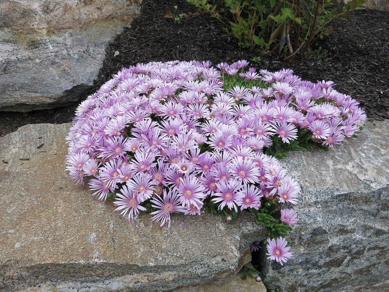 Middagbloemen