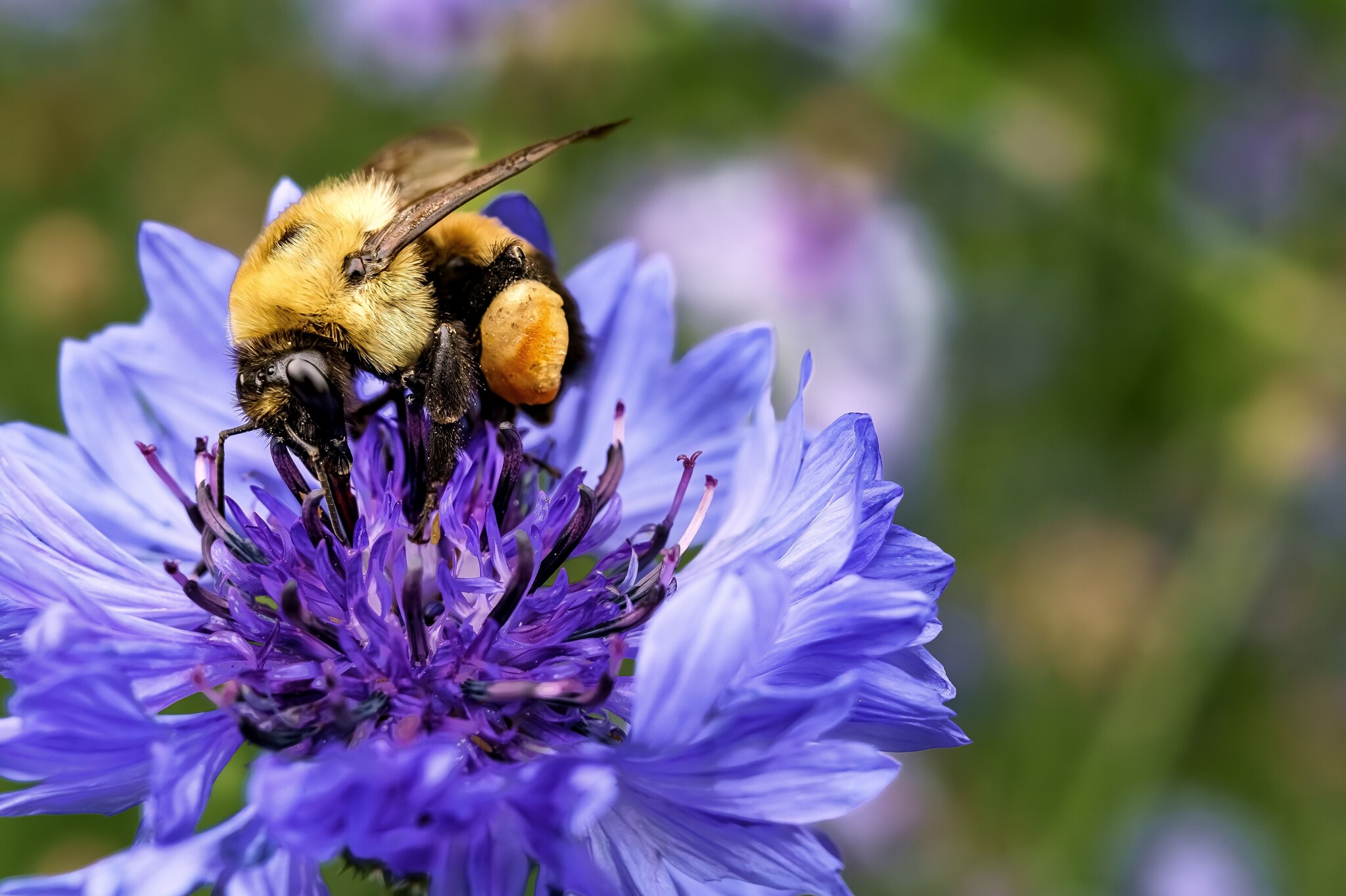 Korenbloem bij bestuivers