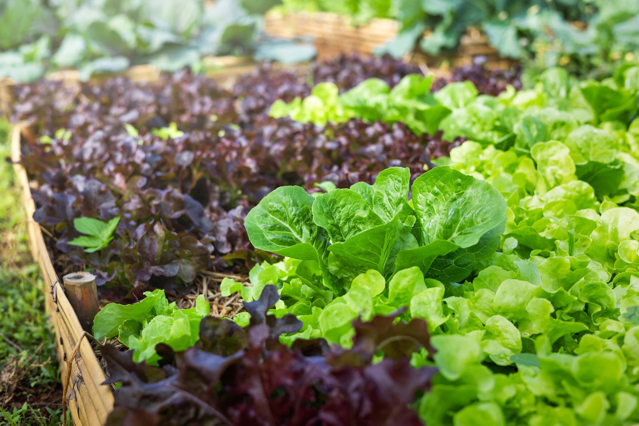 bladgroenten moestuin
