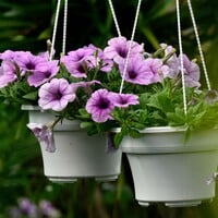 Petunia’s: zaaien, verzorgen en tips