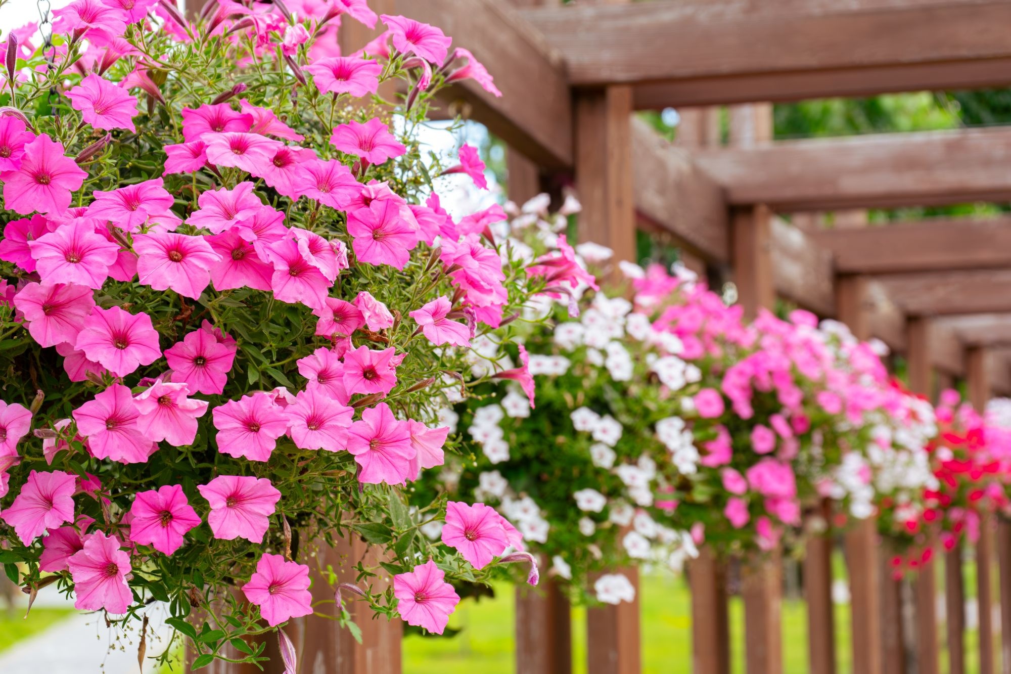 Petunia hangplant