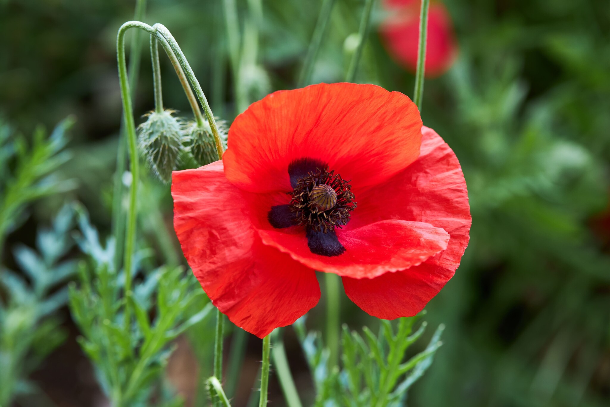 Papaver 