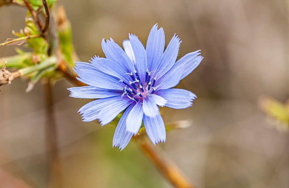 Cichorei - Cichorium intybus