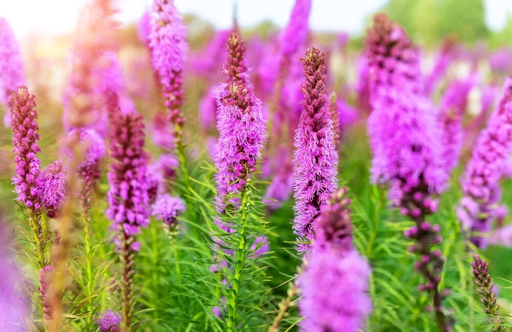 Lampenpoetser - Liatris spicata