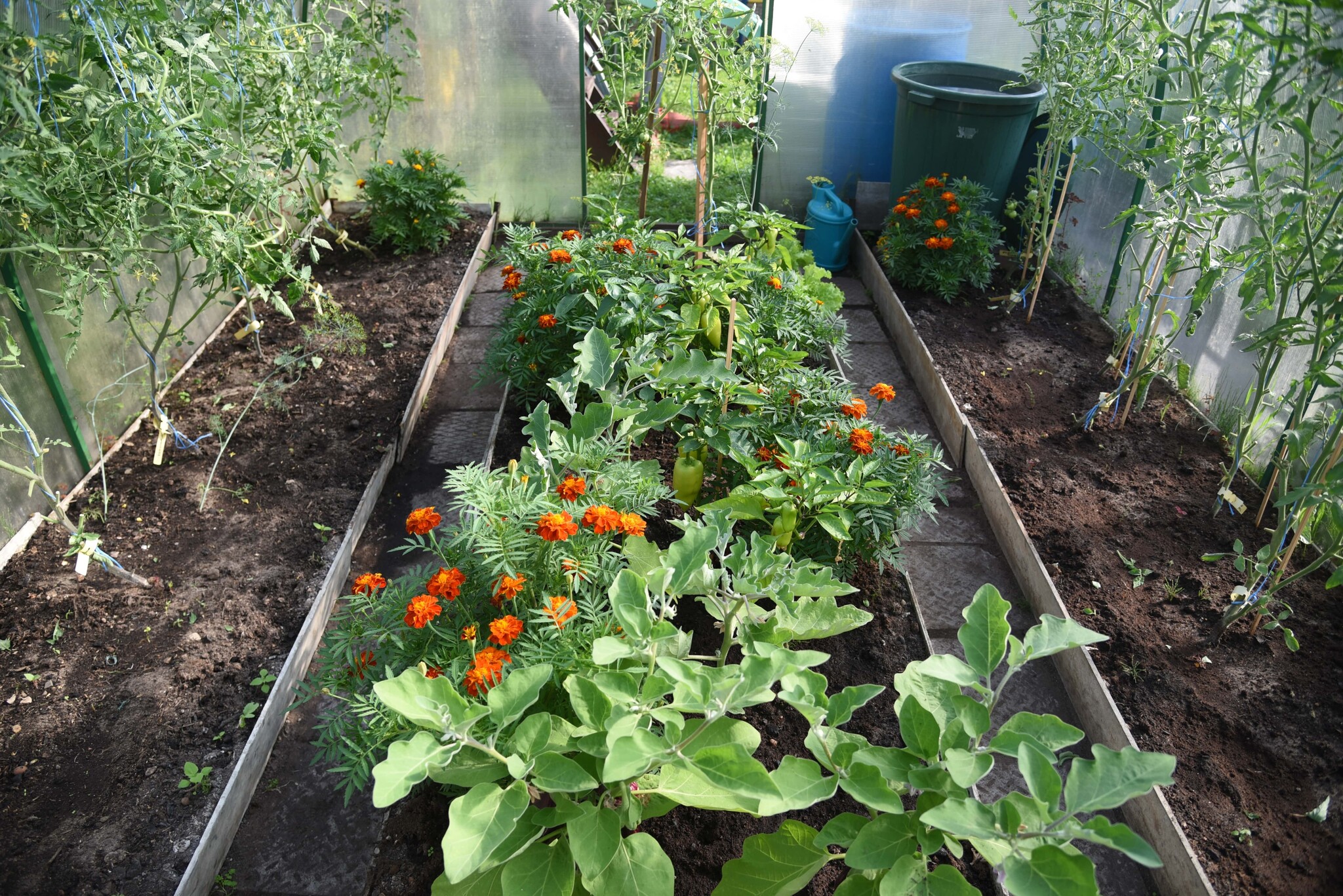 tagetes afrikaantjes in de moestuin