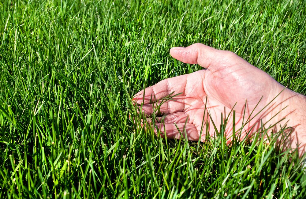 Rood zwenkgras - Festuca rubra