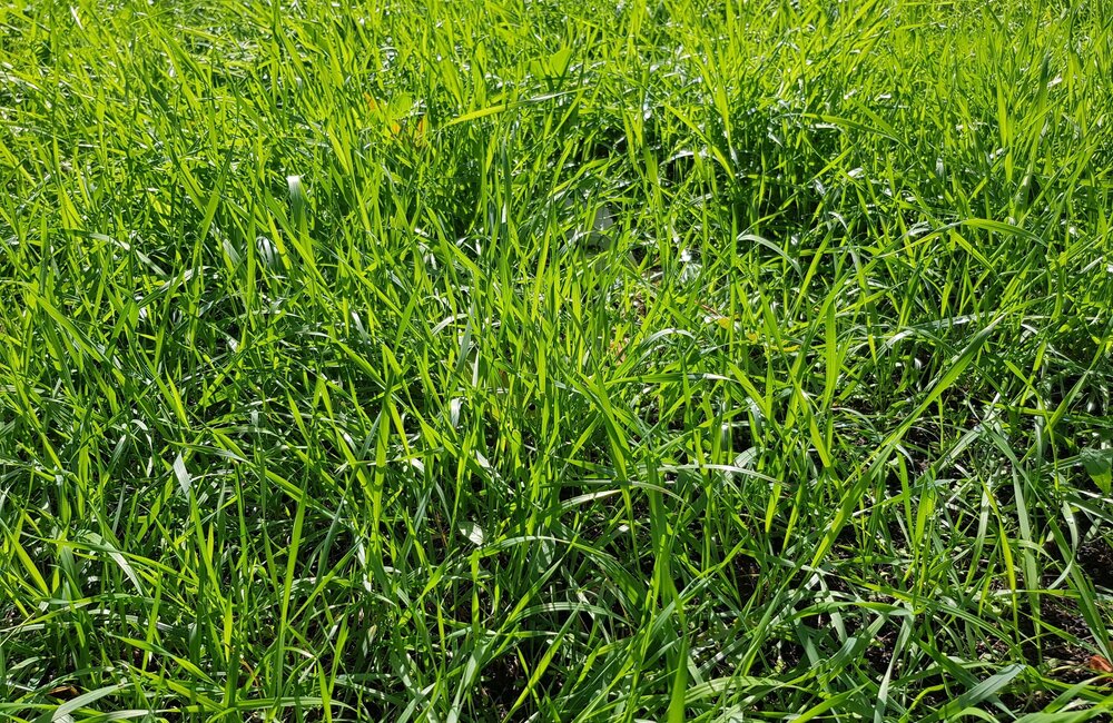 Westerwolds raaigras (Lolium multiflorum)
