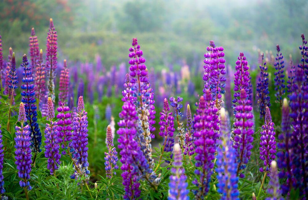 Lupine - Lupinus 
