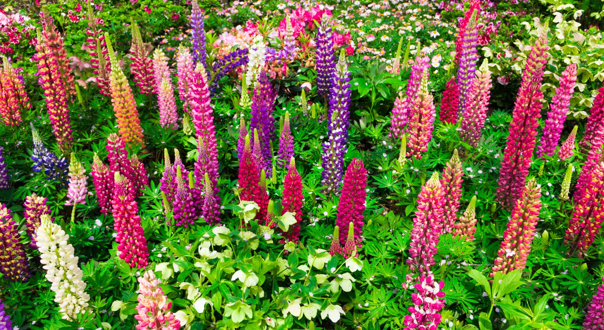 lupines hebben verschillende kleuren