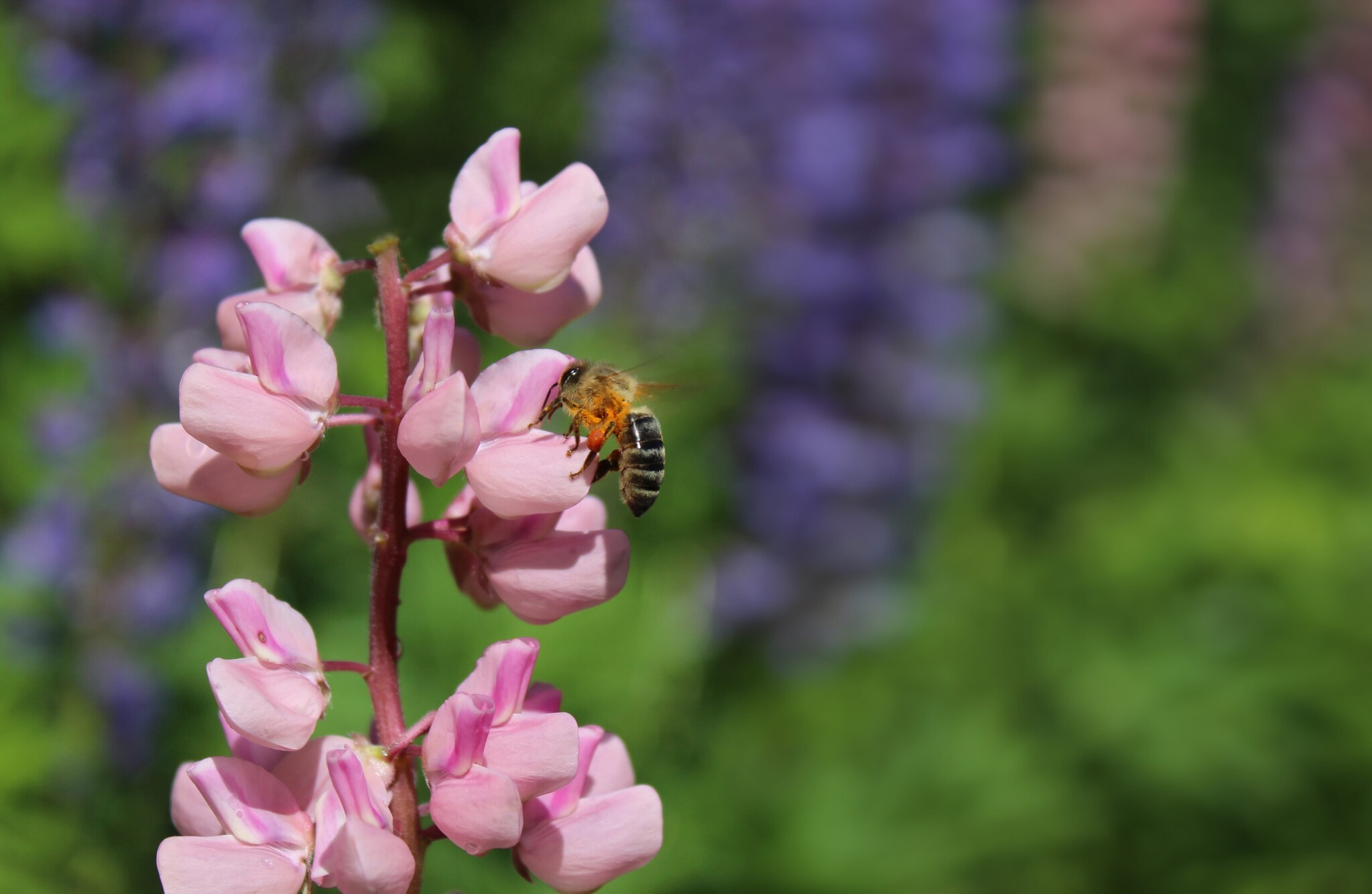 bijen en vlinders lupine bloemen