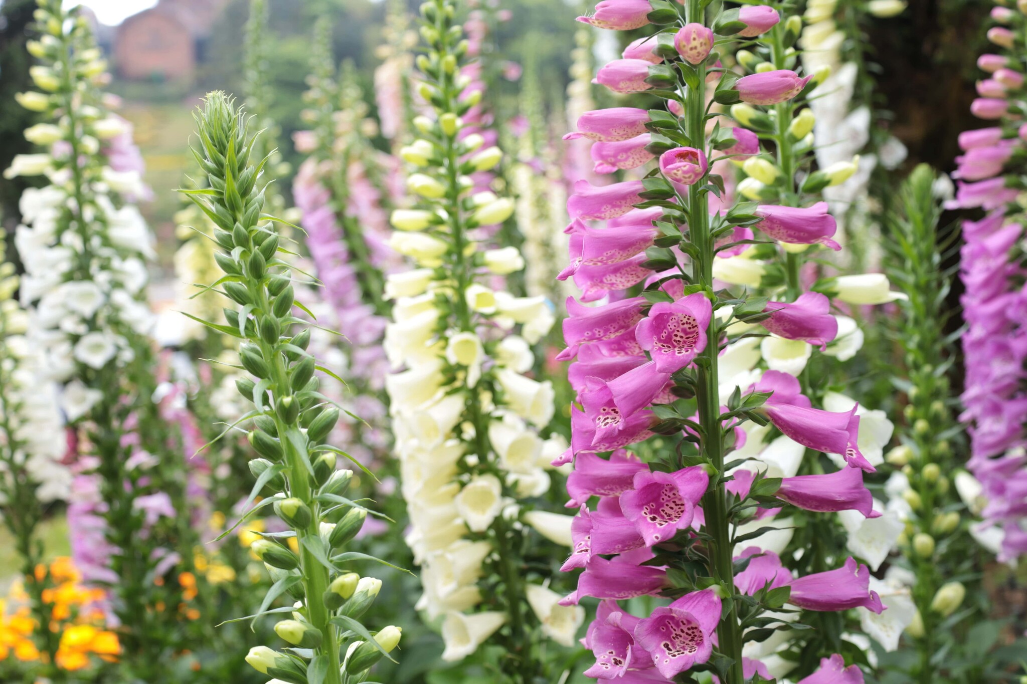 Vingerhoedskruid digitalis purpurea