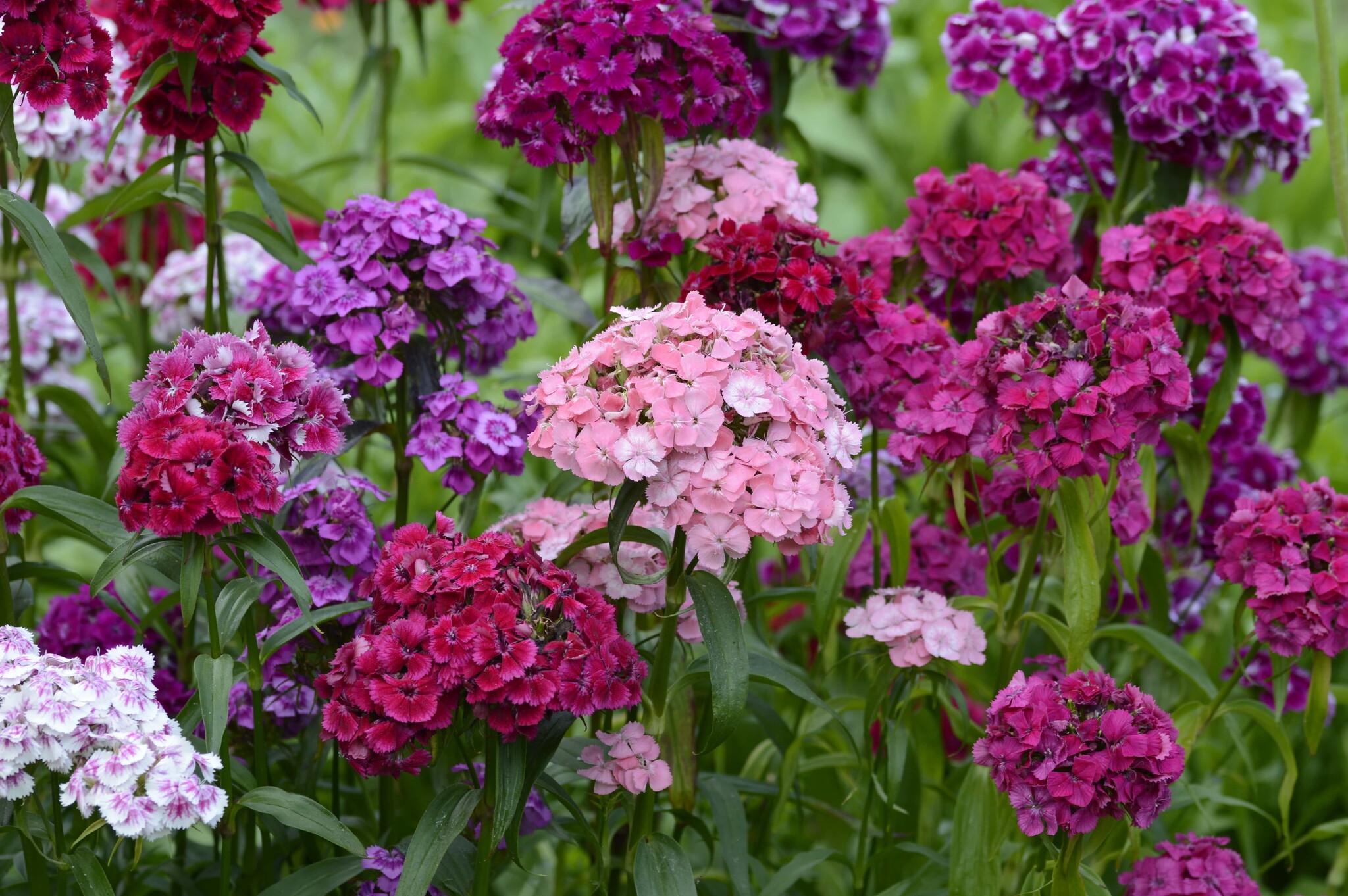 Verschillende kleuren duizendschoon dianthus
