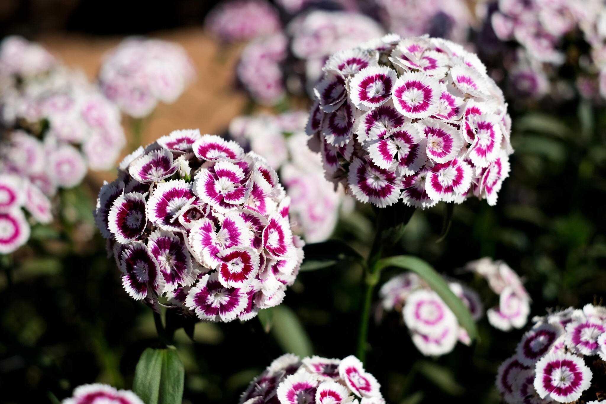 Dubbelbloemige duizendschoon