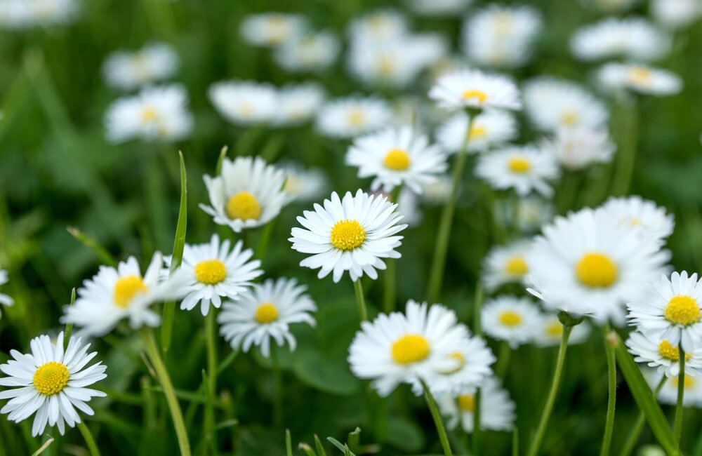 Madeliefjes - Bellis perennis