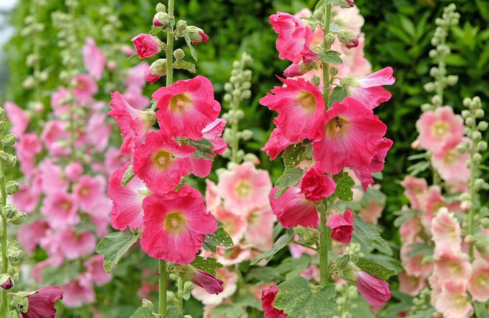 Stokroos - Alcea rosea