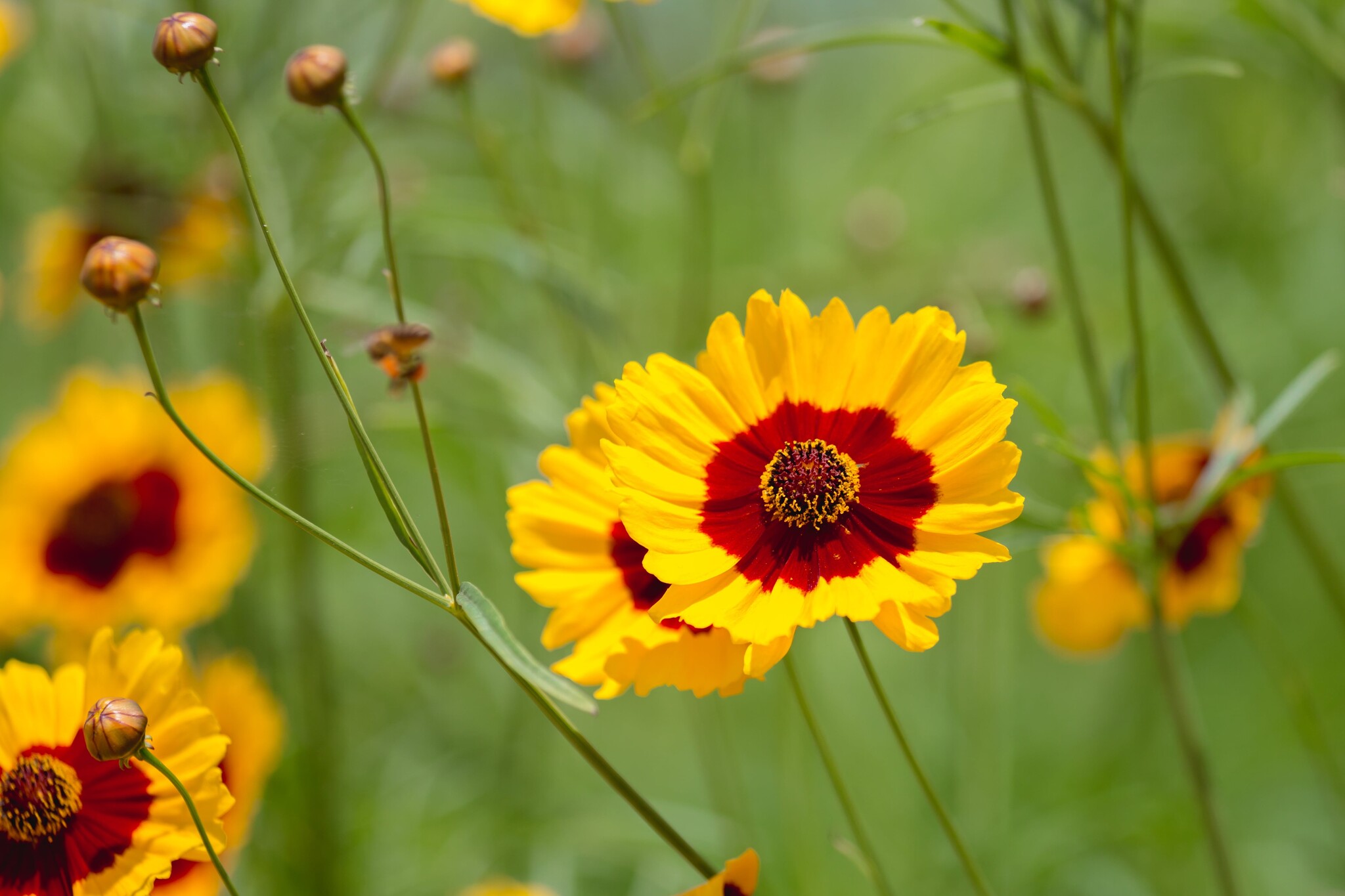 Coréopside à grandes fleurs entretien