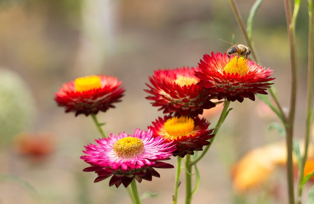 Strobloem - Helichrysum bracteatum