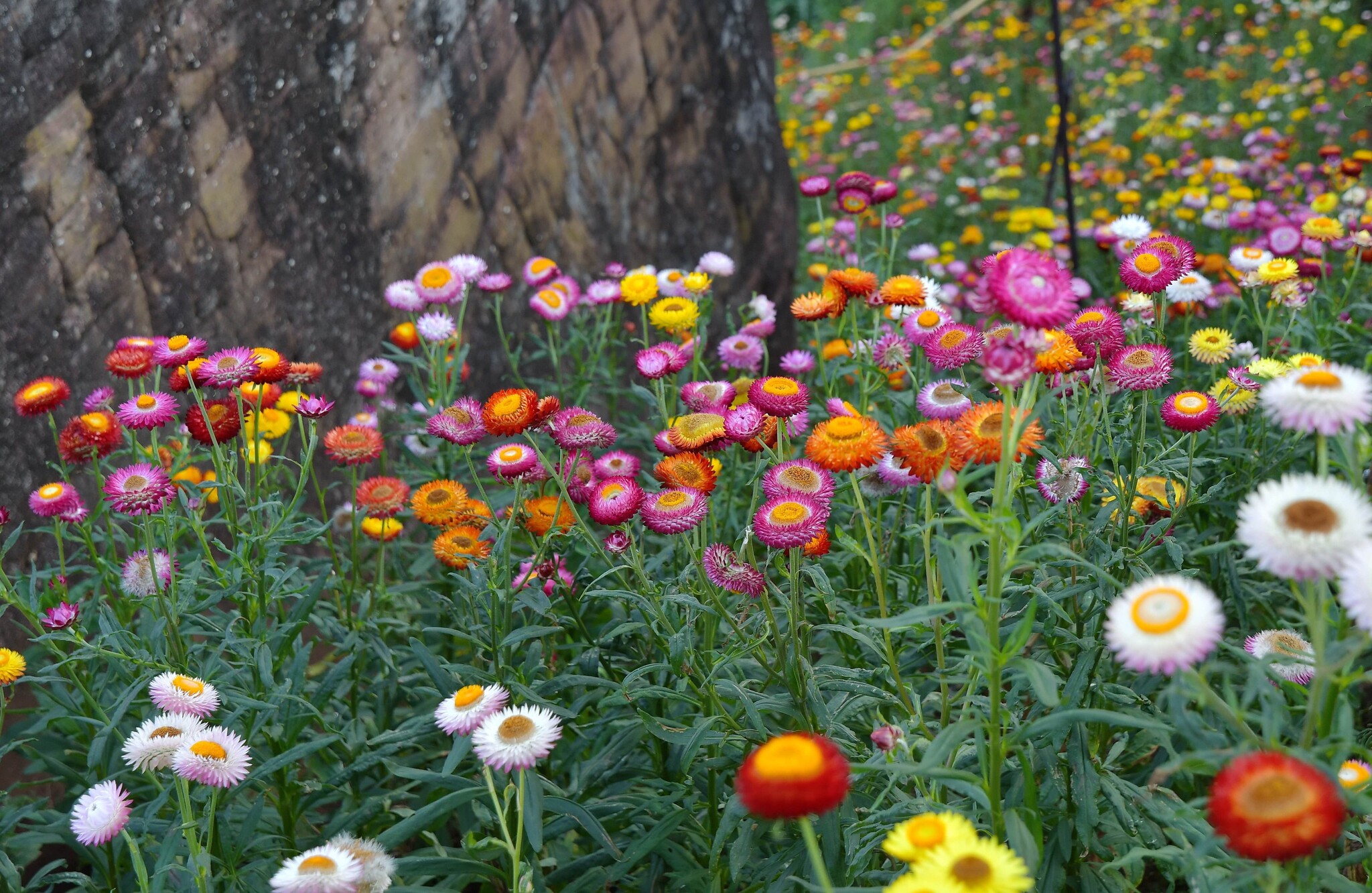 strobloem zaaien