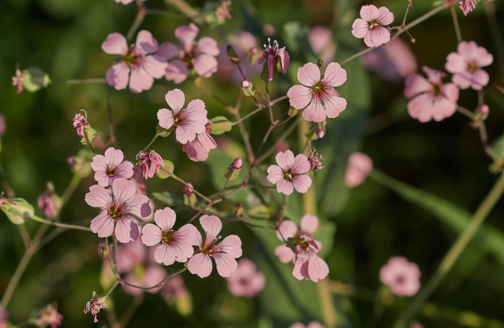 Zeepkruid - Saponaria vaccaria
