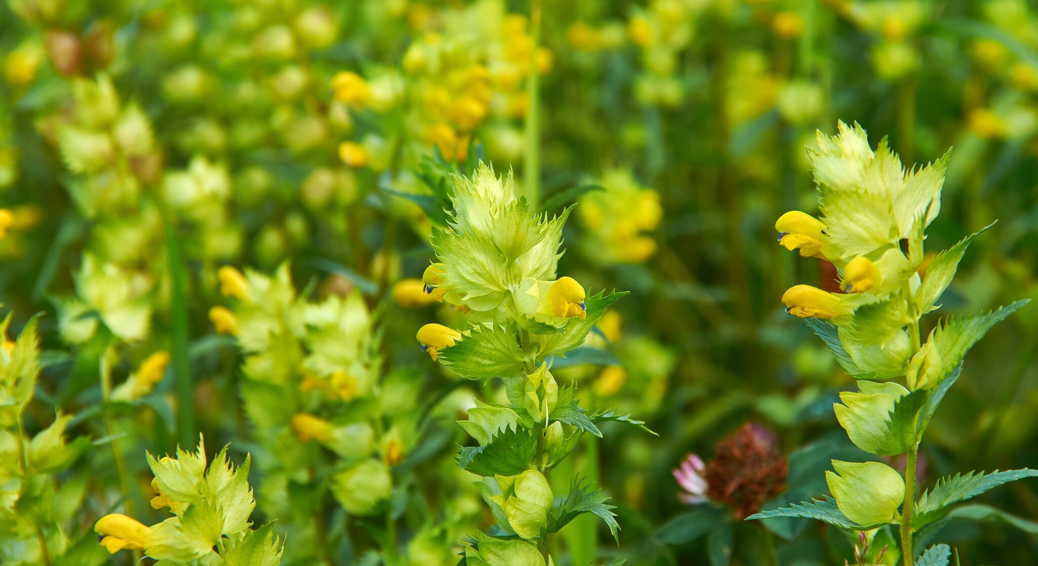 rhinanthus 