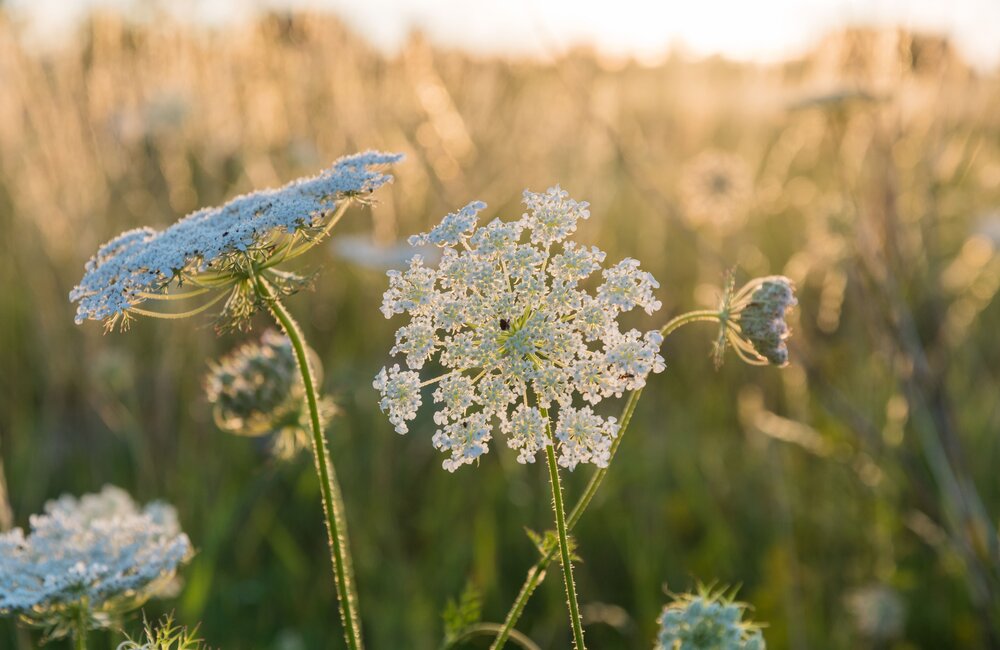Wilde peen - Daucus carota