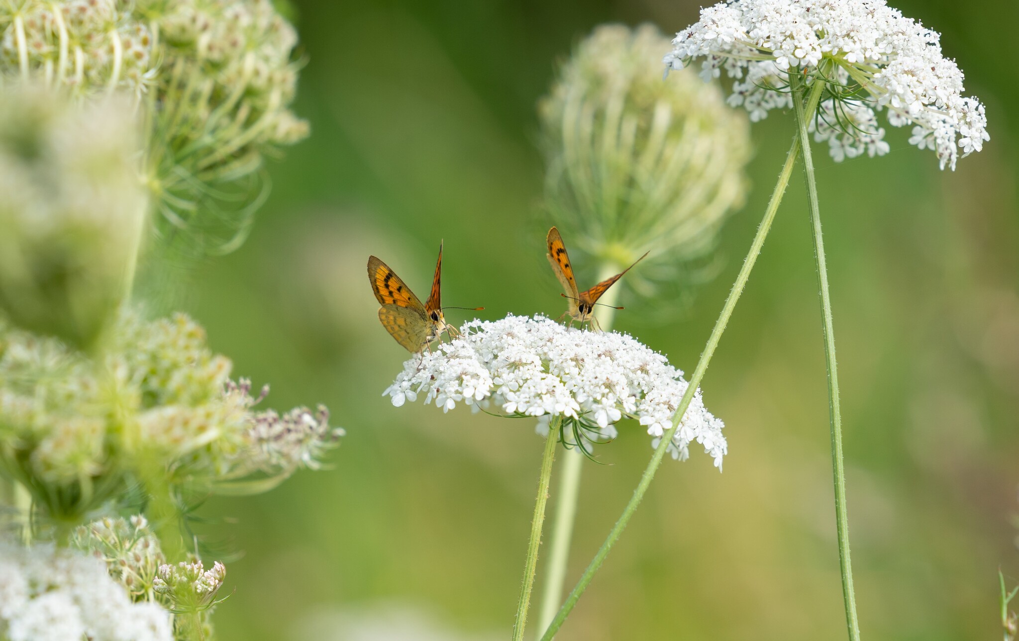 wilde peen trekt bijen en vlinders aan