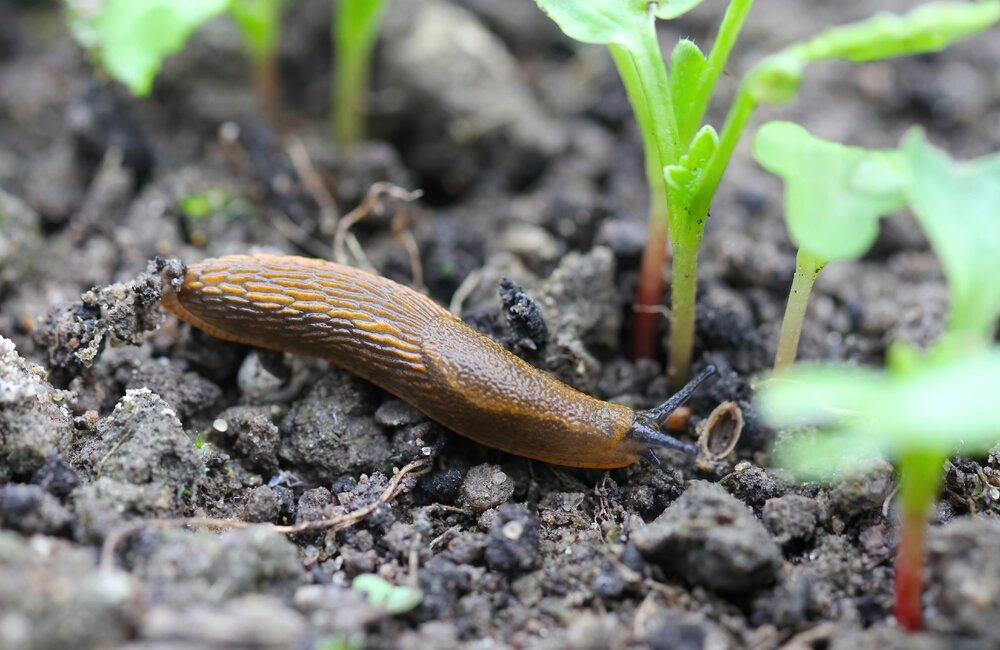 Slakken bestrijden op een natuurlijke manier