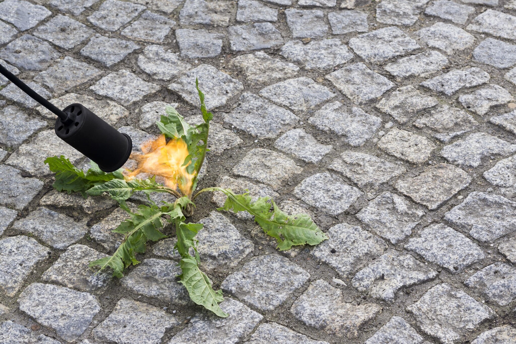 Unkraut abbrennen