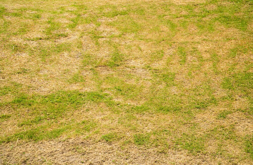 Geel gras Geel gras