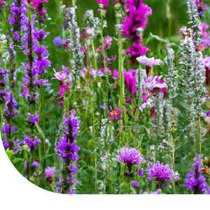 MRS Seeds & Mixtures Paarse Wilde Bloemen mix - 14 soorten