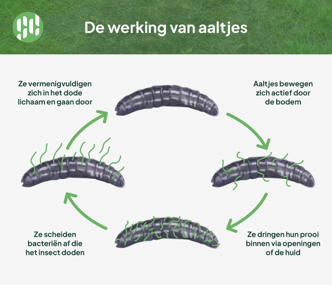 De werking van aaltjes