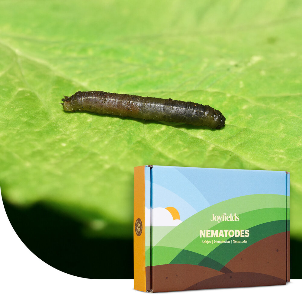 Aaltjes tegen emelten (Steinernema carpocapsae) Aaltjes tegen emelten (Steinernema carpocapsae)