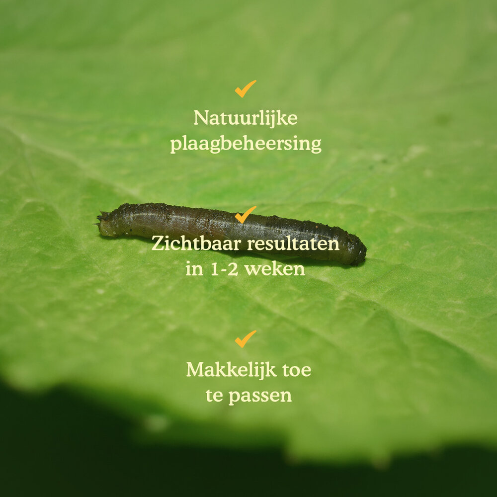 Aaltjes tegen emelten (Steinernema carpocapsae) Aaltjes tegen emelten (Steinernema carpocapsae)