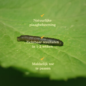 Joyfields Aaltjes tegen emelten (Steinernema carpocapsae) Joyfields Aaltjes tegen emelten (Steinernema carpocapsae)
