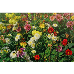 MRS Seeds & Mixtures Dahlia Variabilis - Unwin's Hybride gemengd