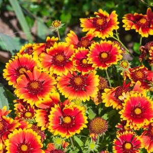 MRS Seeds & Mixtures Kokardebloem - Gaillardia aristata