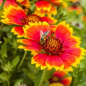 MRS Seeds & Mixtures Kokardebloem - Gaillardia aristata