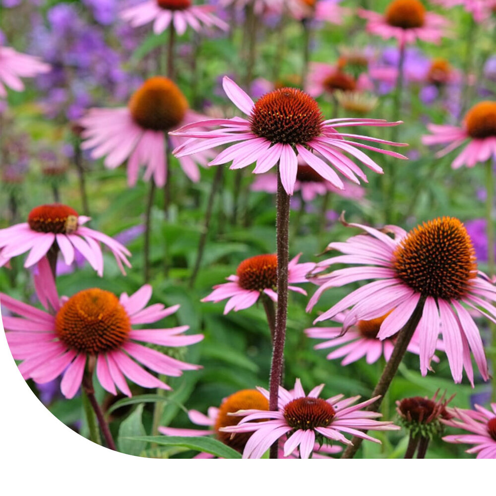 Rode zonnehoed - 'Echinacea purpurea' Rode zonnehoed - 'Echinacea purpurea'