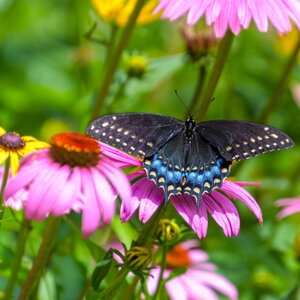MRS Seeds & Mixtures Rode zonnehoed - 'Echinacea purpurea' MRS Seeds & Mixtures Rode zonnehoed - 'Echinacea purpurea'