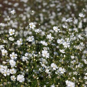 MRS Seeds & Mixtures Gipskruid - Gypsophila elegans