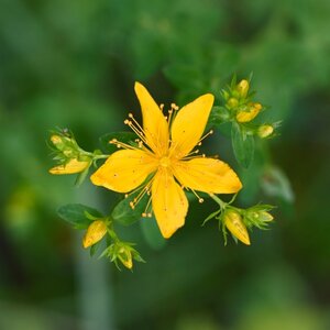 MRS Seeds & Mixtures Sint-janskruid - Hypericum perforatum MRS Seeds & Mixtures Sint-janskruid - Hypericum perforatum