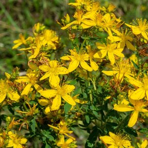 MRS Seeds & Mixtures Sint-janskruid - Hypericum perforatum MRS Seeds & Mixtures Sint-janskruid - Hypericum perforatum