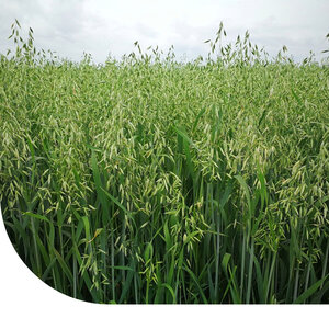 MRS Seeds & Mixtures Japanse Haver