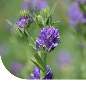 MRS Seeds & Mixtures Luzerne - Medicago sativa MRS Seeds & Mixtures Luzerne - Medicago sativa