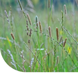 MRS Seeds & Mixtures Timotheegras - Phleum pratense