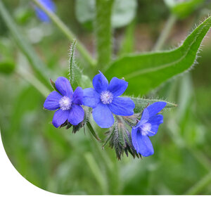 MRS Seeds & Mixtures Kaaps Vergeet-me-nietje - Anchusa capensis