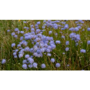 MRS Seeds & Mixtures Zandblauwtje – Jasione montana