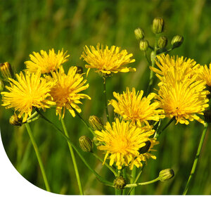 MRS Seeds & Mixtures Gewoon biggenkruid - Hypochaeris radicata