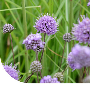 MRS Seeds & Mixtures Blauwe knoop - Succisa pratensis